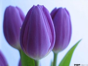 Ира Стадник | Одесса