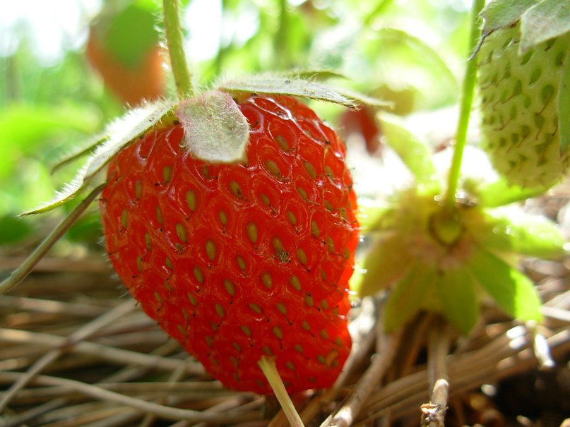 Вероника Минаева | Севастополь