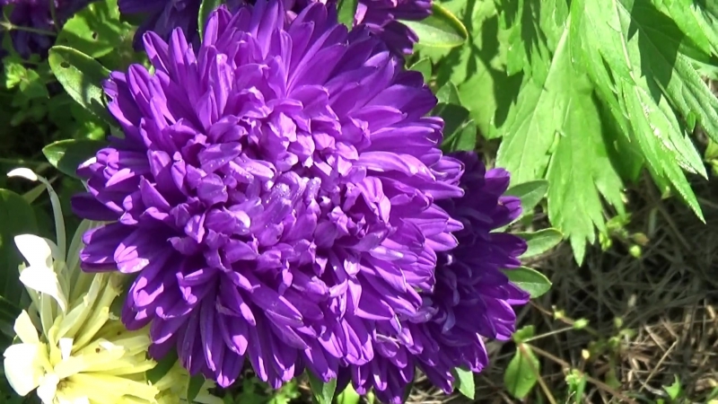 Flowers, full version, summer 2015, DJ