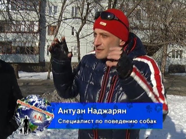Агрессия на собак(Лабрадор Банзай)