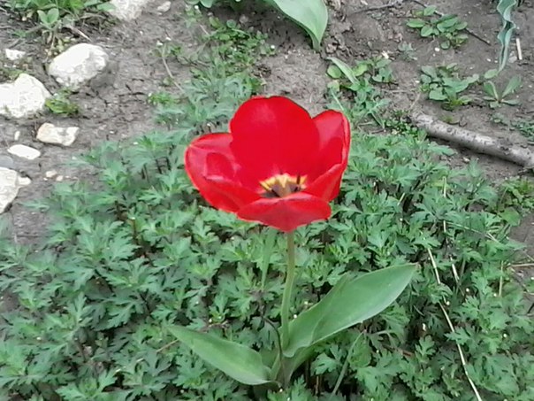 Вера Петрошенко, Россия, Ставрополь