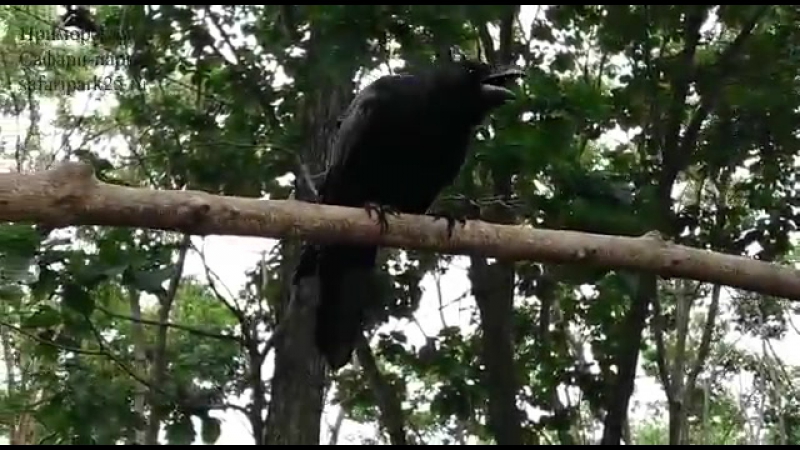 ворон арт. песня вороны вороны видео. A вороны. чёрный ворон песня. казачий ворон.