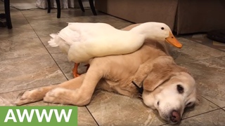 Possessive duck won’t let human pet his doggy friend