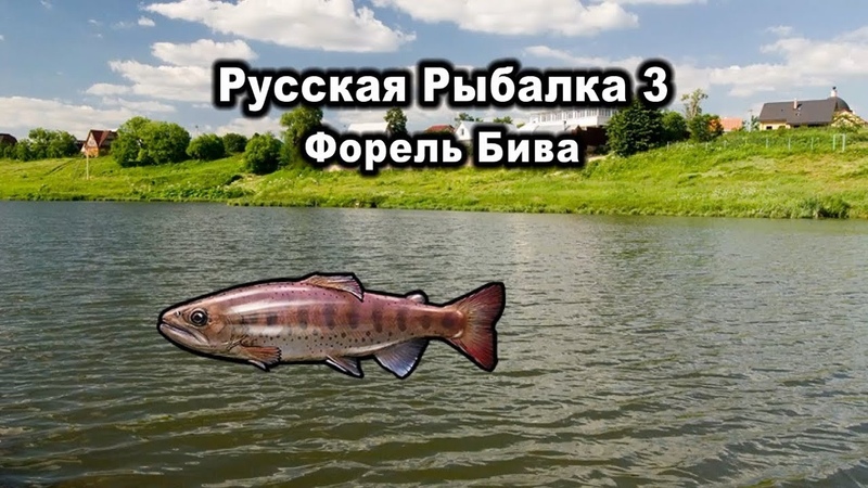 Русская рыбалка 3. Форель Бива. Квест