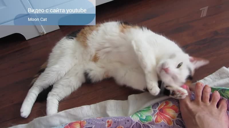 Поговори со мною, котик Доброе