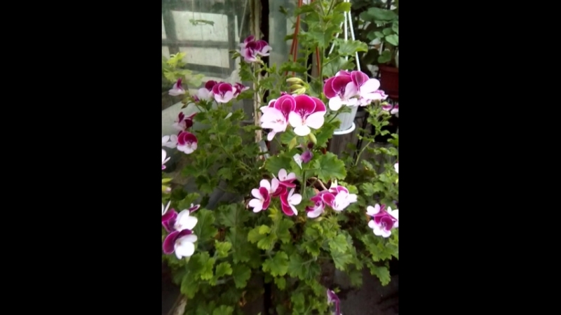 PAC Angeleyes Bicolor 11 апреля 2018