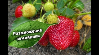 РАЗМНОЖЕНИЕ САДОВОЙ ЗЕМЛЯНИКИ.