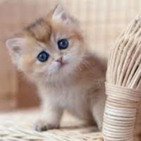 Котики