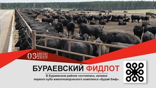 НОВОСТИ Балтачево : Бураевский фидлот