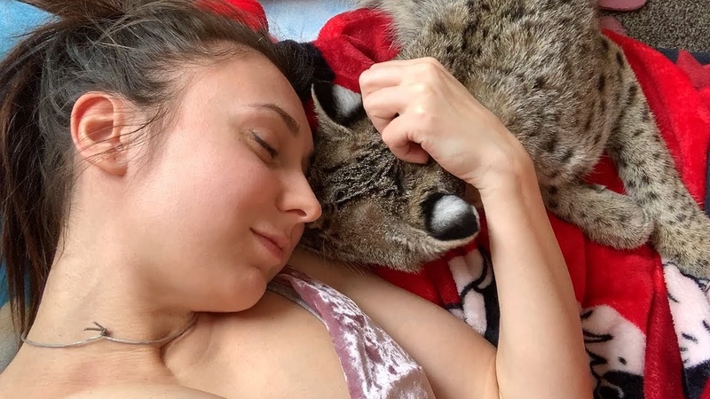 РЫСЬ МОЖЕТ БЫТЬ ЛАСКОВОЙ, Пуссикэт нашел себе