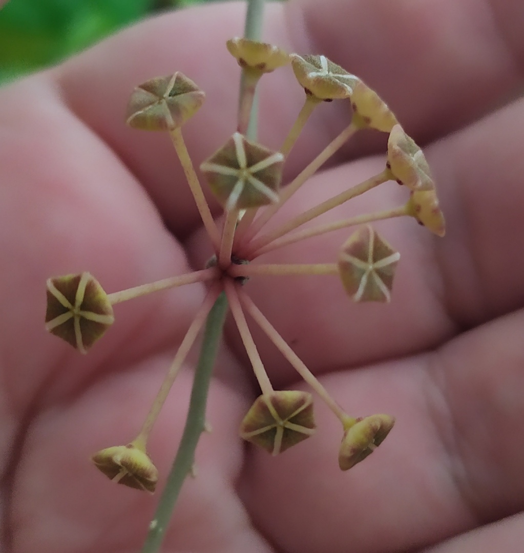 Хойя Финлайсони Лонг Лиф (Hoya finlaysonii Long Leaf) 8K6oy7jAOKw