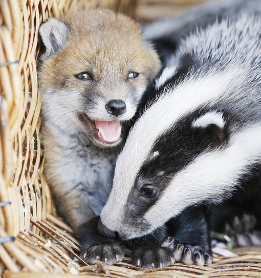 барсук. название детенышей животных барсук. потомство мангустов. американский и европейский барсук. американский барсук детеныш.