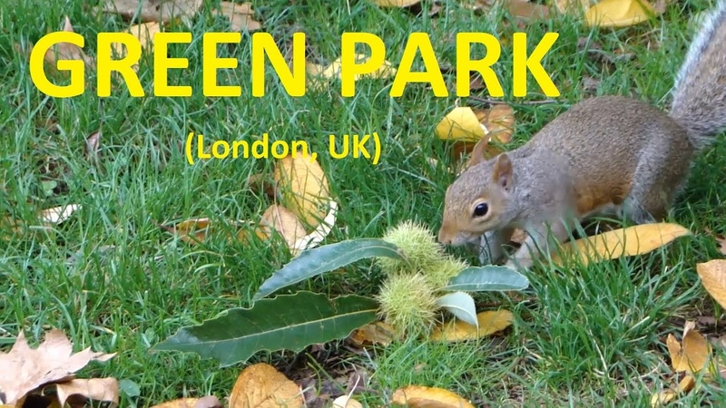 Green park ( London,