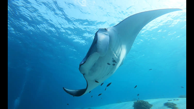 MANTA RAY SOCIAL RELATIONSHIPS, Рифовые манты ищут общения друг с