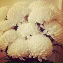 №11, Анна Шуман, Краснодар, Россия