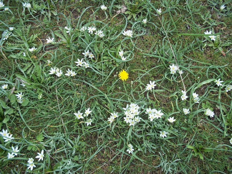 Елена Глушкова | 