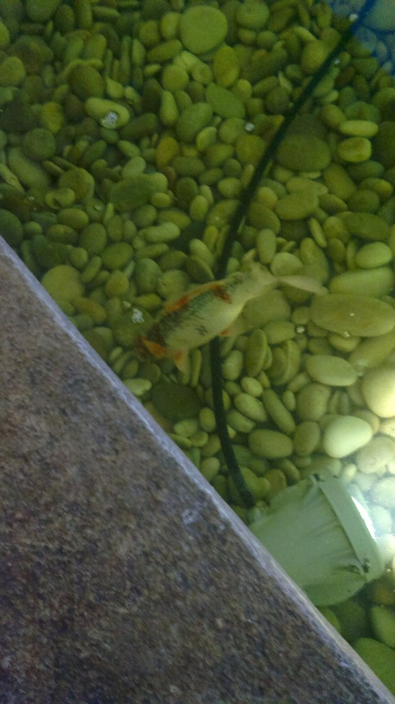 Екатерина Прокопова | Воронеж