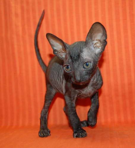 Ирина Волчик -WeibWolf- | Орехово-Зуево