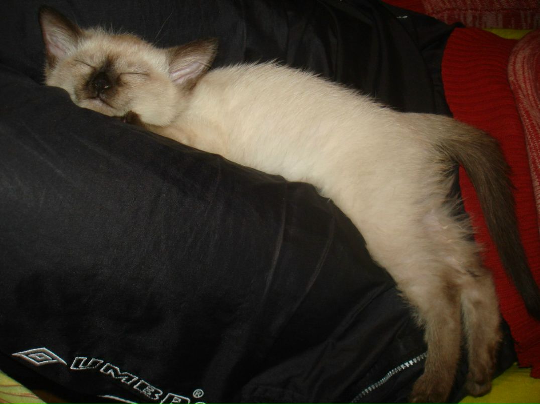 Александр Морозов | Москва