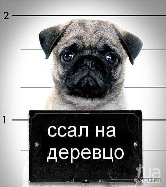 Фируз Бадалов | Казань