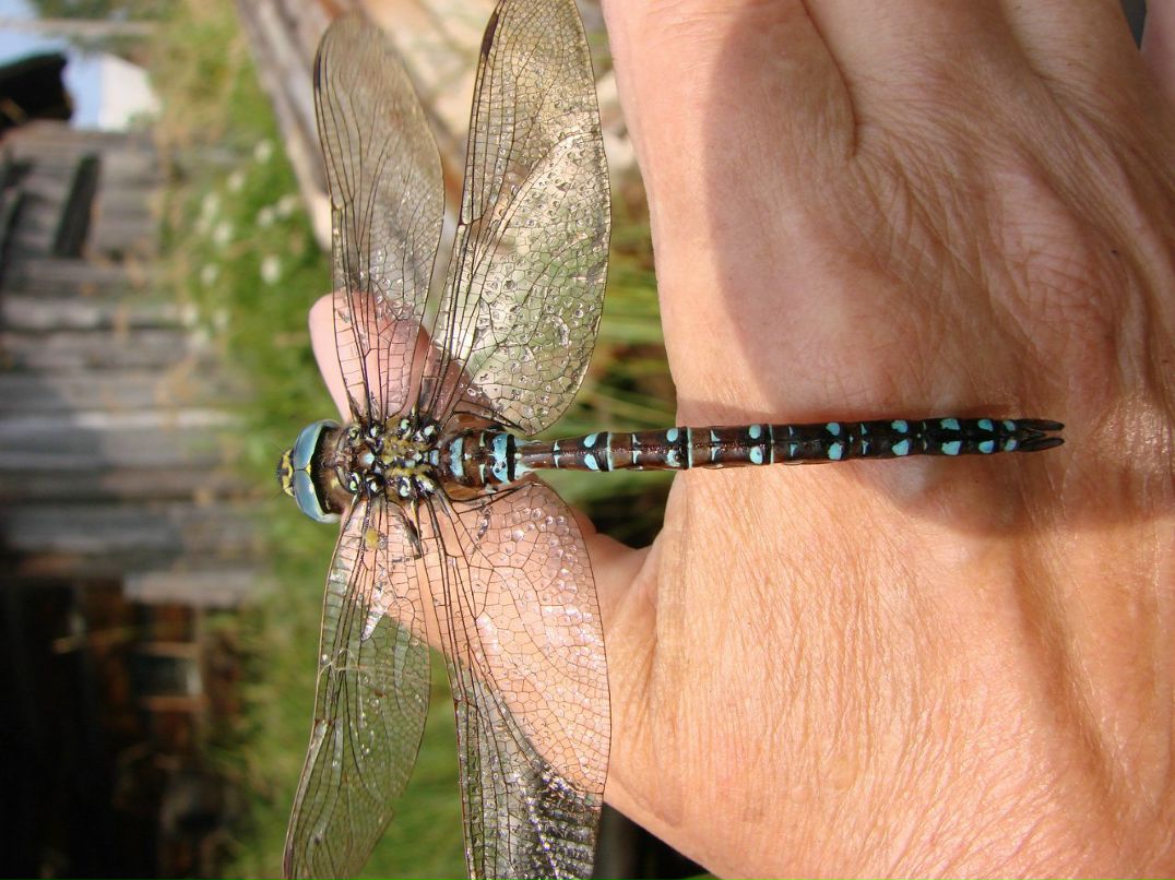 Евгений Осипов | Петрозаводск