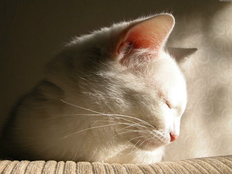 №28, Елена Дмитриева, 43 года, Санкт-Петербург №28, Елена Дмитриева, 43 года, Санкт-Петербург