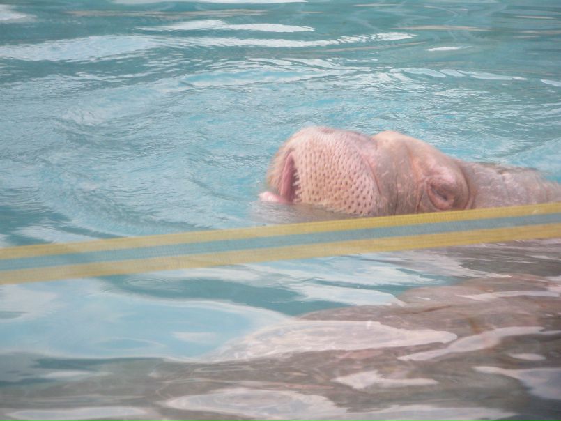 №8, Настя Антошина №8, Настя Антошина