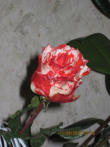 №136, Оля Валевская, 38 лет, Одесса №136, Оля Валевская, 38 лет, Одесса