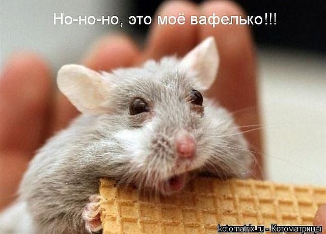 Наталья Волкова Бесtия | Топки