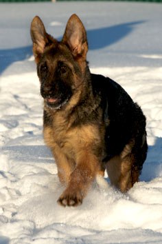 Дикозлодобрый Например | Мурманск