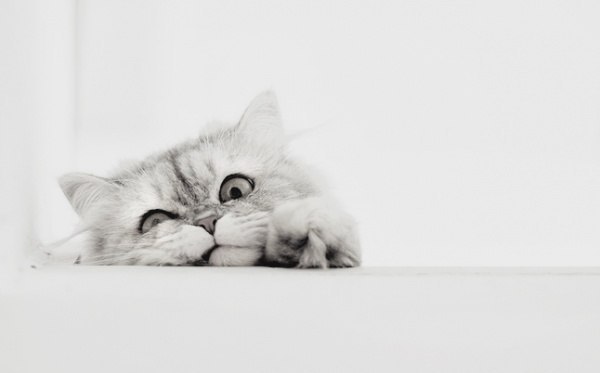 Curious Angel | Санкт-Петербург