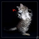 Фотография Диана Кински