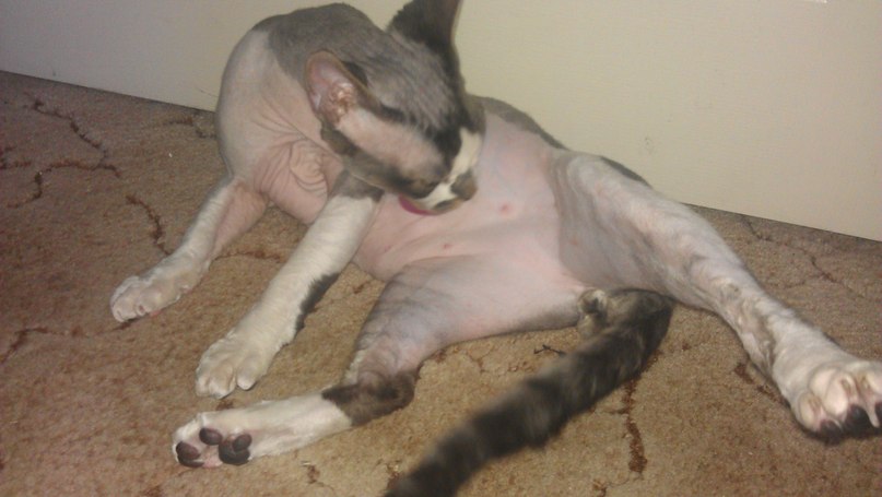 Алла Пономаренко | Днепр (Днепропетровск)