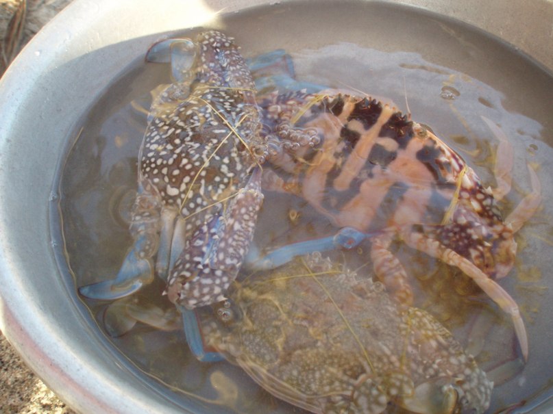 Наталия Нечаева | Вологда