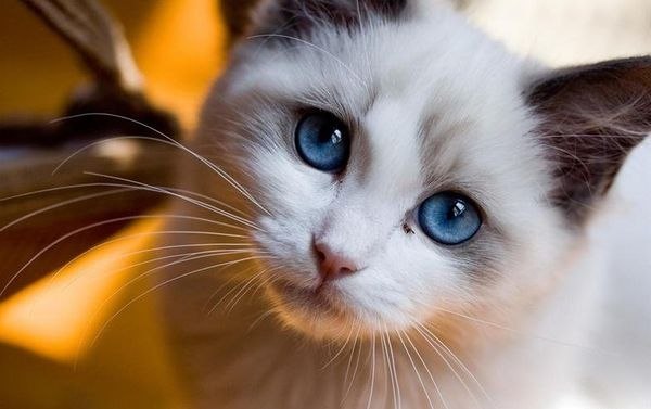 Татьяна Некрашевич | Los Angeles