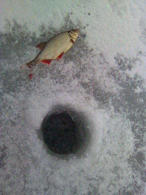 Евгений Шарай | Витебск