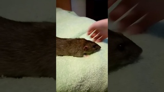 Масянечка теперь живёт с нами