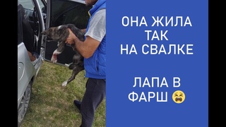 МАЛЫШКУ ВЫБРОСИЛИ НА СВАЛКУ ЩЕНОЧКОМ