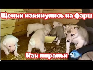 Щенки накинулись на Фарш как Пираньи.