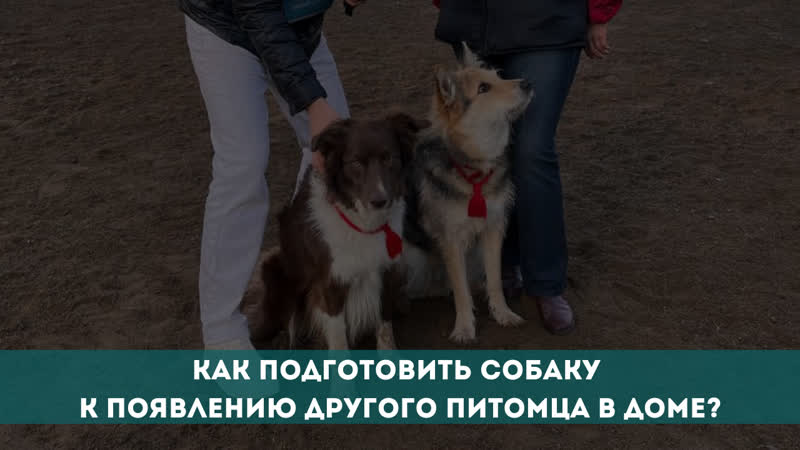 Как подготовить собаку к появлению другого питомца в