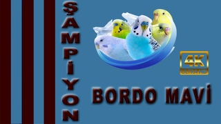 ampiyon Bordo Mavi Muhabbet Kuu Konuturma Eitimi