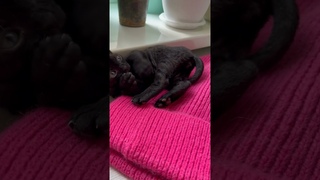 Котик #kitten #cat #котенок #animals #животные #нежность #minicat #blackcat  #kittengame