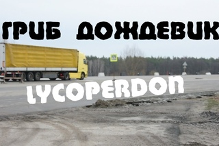 Грибы с Межжериной 05 - Гриб дождевик