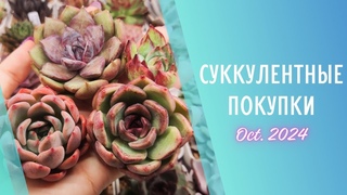 Распаковка суккулентов 🌱 Октябрь 2024