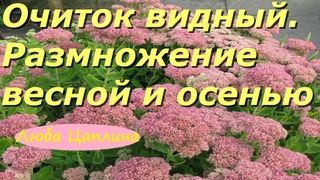Очиток видный. Размножение весной и осенью.