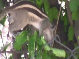 Indian palm squirrel (Funambulus palmarum)  Male activity close up video
