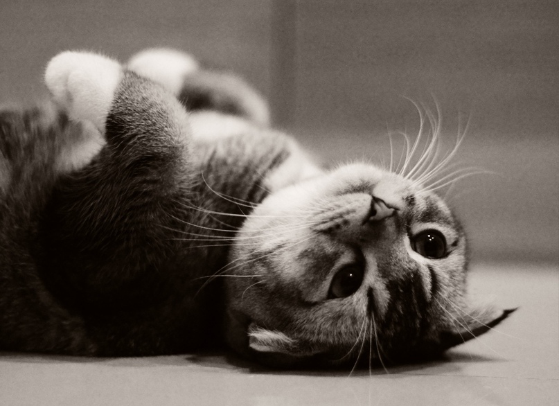 Юлия Толмачева | Екатеринбург