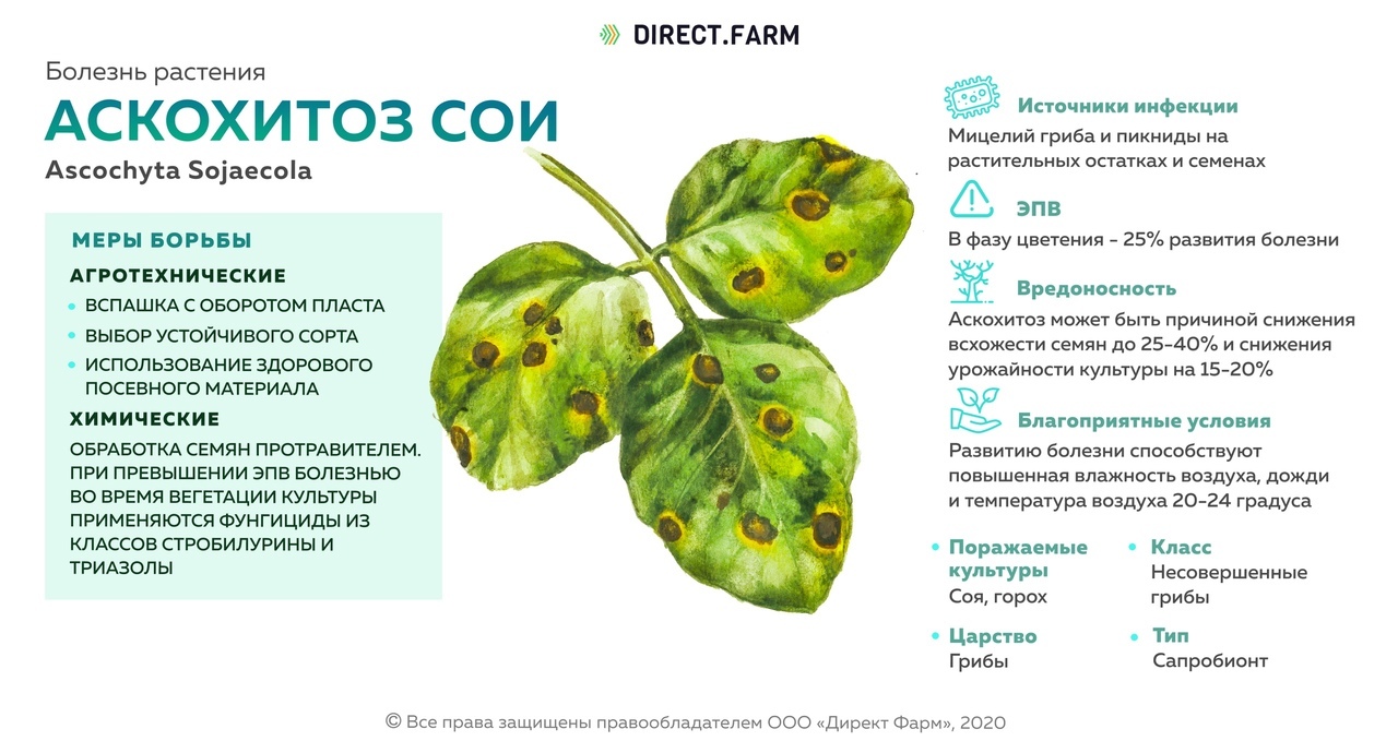 Болезни сои и меры борьбы