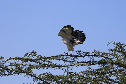 Кения - Занзибар, октябрь 23г: Масаи Мара, Накуру, Найваша, Амбосели, Нунгви Кения - Занзибар, октябрь 23г: Масаи Мара, Накуру, Найваша, Амбосели, Нунгви