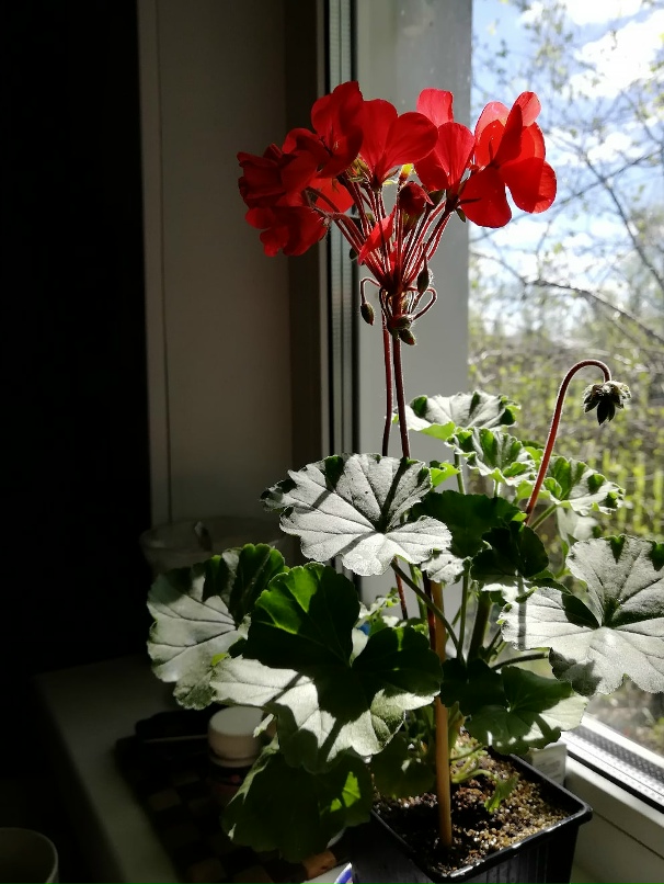 Наташа Шмелева | Коноша